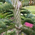 Abies procera Bark