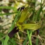 Iris tuberosa Blomst