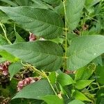 Apocynum androsaemifolium Leaf