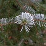 Picea omorika ഇല