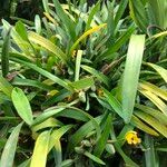 Maxillaria variabilis Агульны выгляд