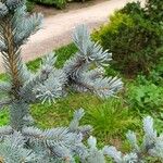 Picea pungensЛист