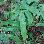 Dryopteris sieboldii Leaf