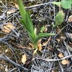 Anacamptis papilionacea Hoja