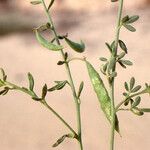 Cleome arabica Hábito