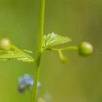 Scrophularia provincialis Fruitua