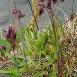 Poa alpina Blomma