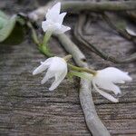 Podangis rhipsalisocia Flor