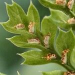 Asplenium exiguum Fruit