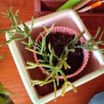 Rhipsalis cereuscula Hoja
