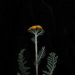 Hippolytia dolichophylla Hábito