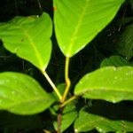Sloanea laurifolia Folla