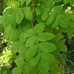 Bursera tomentosaList