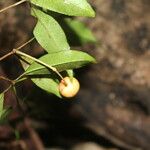 Eugenia oerstediana Fruto