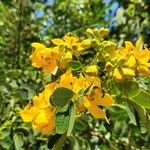 Senna pendula Blomst