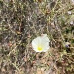 Calystegia macrostegia Õis