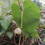 Dioscorea bulbifera ഫലം