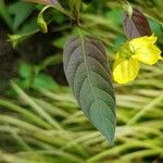 Lysimachia ciliata Leaf