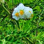 Solanum sisymbriifolium Květ