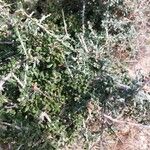 Cotoneaster microphyllus পাতা