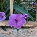 Ruellia simplexFlower