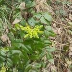 Berberis aquifoliumHoja