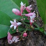 Psychotria semperflorens