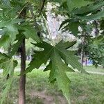 Acer × freemanii Leaf