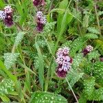 Anchusa variegata Blatt