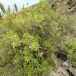 Rubia fruticosa Otro