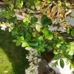 Ligustrum sinense Blomst