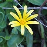 Calendula suffruticosa Цветок