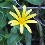 Calendula suffruticosa Квітка