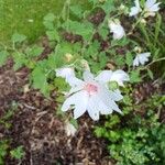 Malva thuringiacaFlower