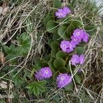 Primula apennina