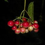 Chrysochlamys glauca Fruto
