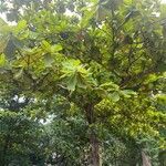 Terminalia catappaपत्ता