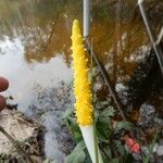 Orontium aquaticum Flower