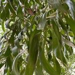 Acacia auriculiformis Hoja