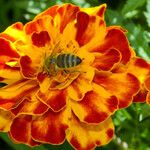 Tagetes erecta 花