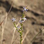 Wahlenbergia huttonii Flower