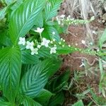 Gonzalagunia hirsuta Çiçek