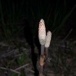 Equisetum arvense Ffrwyth