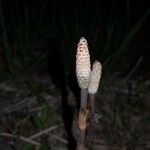 Equisetum arvense Fruit