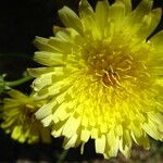 Malacothrix glabrata Flower