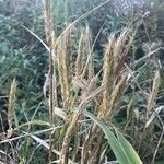 Elymus virginicus Flower