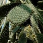 Opuntia leucotricha Blad