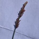 Eragrostis elongata Çiçek