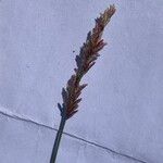 Eragrostis viscosa फूल