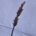 Eragrostis elongata Flower